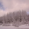 Poplar Trees in the Snow