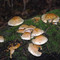 Mushrooms, loop trail, Hope Island State Park