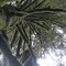Strange View of Tree