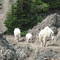 Nannies and kid on Klahanie Ridge trail