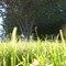 Laying in the grass