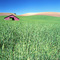 Barn in a wheat field in Palouse, WA