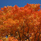 Gorgeous fall leaves