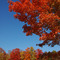 Gorgeous fall leaves