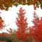 Maple leaves at best colour