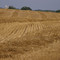 Windrows and stubble