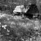 Trilliums and Ancient Logging Wagon