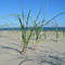 Whitefish Dunes (Door County)