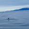 Whales in the Straits of Juan de Fuca