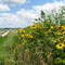 Black-Eyed Susans South of Mascoutah