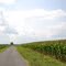Soybean and Corn fields along Sandheinrich Road ouside Fayetteville, IL