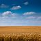 The Wheat Field