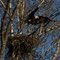 Eagle Nest