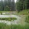 Wetlands by Road NF25 (8/15/2009)