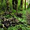 Trail side Coprinus - 201207LJW
