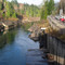 Cowlitz River from Cowlitz Falls Dam