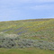 Northwest of Ephrata about 5 miles on Sagebrush Flats Road - spring flowers