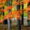 Golden fall 2010 at Tom Wallace Park