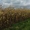 October Cornfield