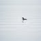 Loon on Sandlake