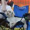 A real dinders enjoying the music at Ribfest 2011