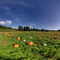 Pumpkin Patch