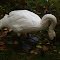 Swan