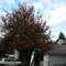 Red Tree.