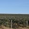 Grape Harvester