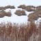 Reeds, Ice and Grasses