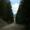 Swamp / Trout Creek Road
