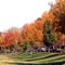 Colorful Trees