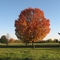 Token Creek Fall Tree