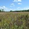Dunnville Barrens State Natural Area - prairie