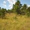 Dunnville Barrens State Natural Area - Jack Pine Barrens