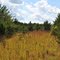 Dunnville Barrens State Natural Area