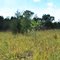 Dunnville Barrens State Natural Area