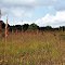 Dunnville Barrens State Natural Area