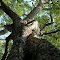Entwining  trees