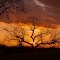Gnarly Tree