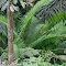 A rattan palm