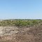ロテ島のサバンナは長期の乾季が生む　Savannah at Rote