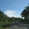 Hutan Sawit