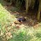 Ayam Hutan ( 7 Okt 2012 )
