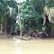 Pepohonan Sagu di Desa SUngai Lumut ( 7 Okt 2012, Pic Taken With Phone GPS )
