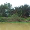 Pohon Nipah dan Rambai (10 Nov 2012)
