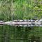 Turtle Party at Cochran Lake