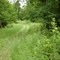 Into the woods!