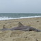South Cape Beach