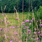 Cranberry bog, Quashnet